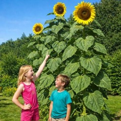 Sunflower Giganteus
