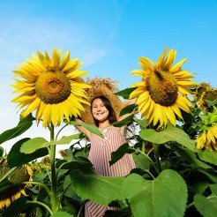 Sunflower Giganteus