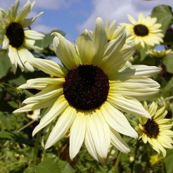 Sunflower Vanilla Ice 