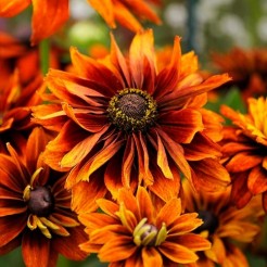 Echinacea Cherokee Sunset
