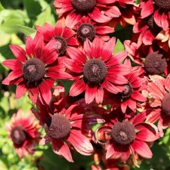 Echinacea Cherry Brandy