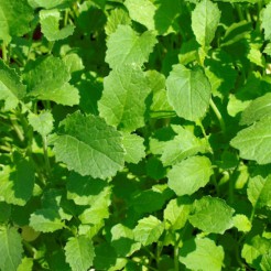 Black Mustard