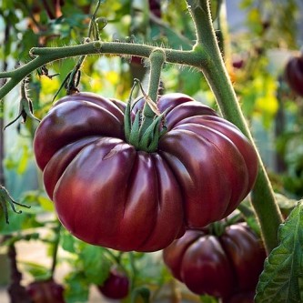 Beefstake tomato Purple Calabash