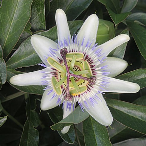 Wallpaper Blue Passion Flower Perennial Flowers Buy High Quality Seeds At 123seeds Com Fast Delivery For Android Free