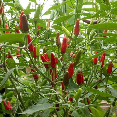 Capsicum frutescens - Hot Pepper seeds? Buy high quality seeds at  123seeds.com. Fast delivery!