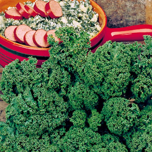 kale vegetable seeds buy high