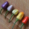 Chinese 5 color