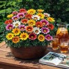 Gazania Sunshine Hybrids Mix