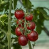Black Strawberry