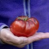 Marmande Blue