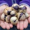 Tomatillo Purple