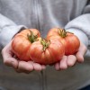 Vintage Wine
