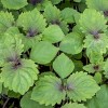 Basilicum, Japanse Britton