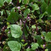 Malabar Spinazie