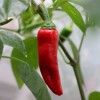 Piment d Espelette