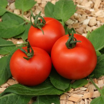 catalog plante perene Pachet: perene de primăvară pt grădini mici – DocaPerene