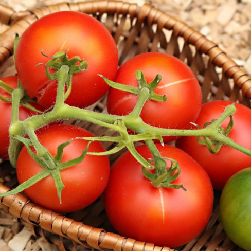 Tomato Ailsa Craig