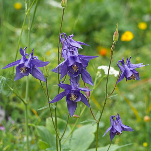 Aquilegia Alpina Blue