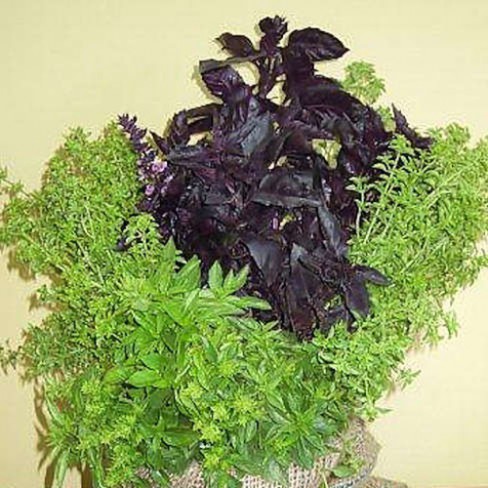 Basil potting mix