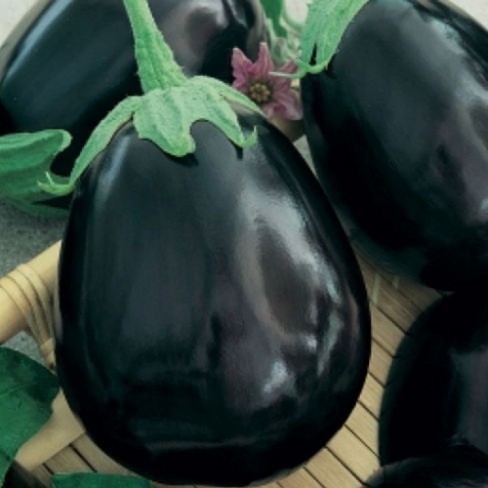 Aubergine Black Beauty