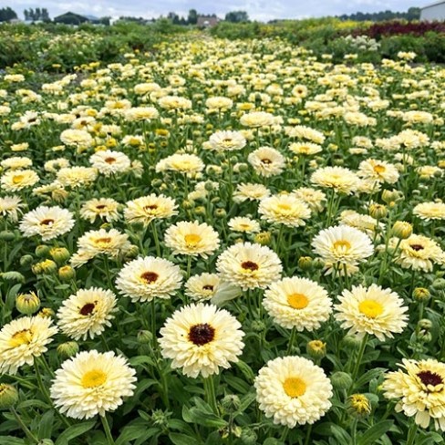 Marigold Ivory Princess