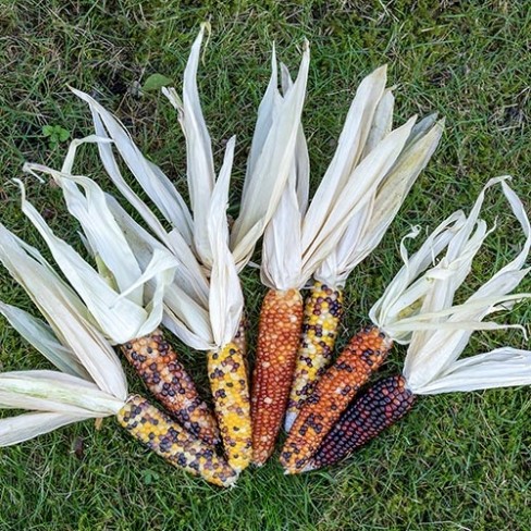 Popcorn Mini Mixed
