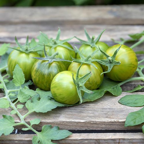 mini tomato様 Cherry tomato Mini Green Zebra