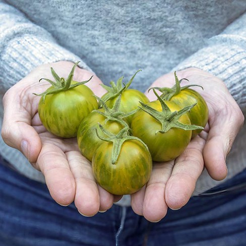 mini tomato様 Cherry tomato Mini Green Zebra