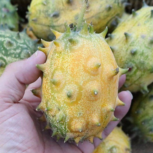 32 Seeds Bio Cucumis Metuliferus Kiwano Cucumber African Fresh 