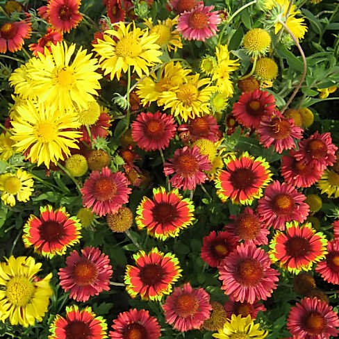 Common blanketflower shop