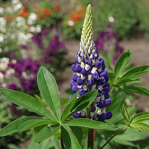 Graines De Lupin 'The Governor' - Vivace, Fleurs Bleu Et Blanc, Hauteur 90 Cm