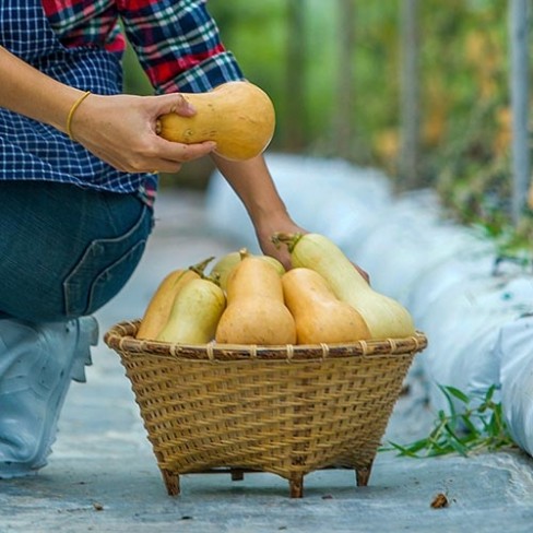 Pumpkin Mini Butternut
