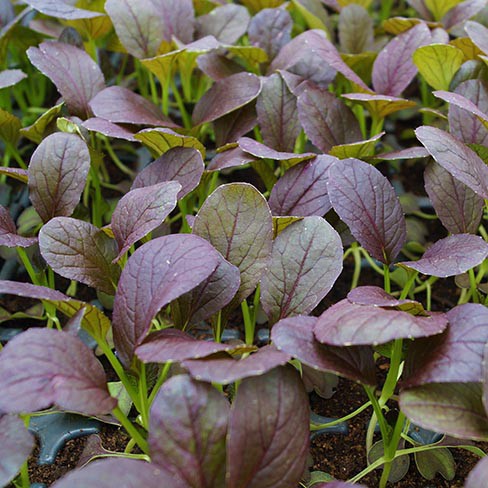 Chinese cabbage Pak Choi Red Inferno