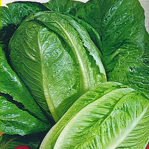 3000 Parris Island Cos Romaine Lettuce Seeds Lactuca Sativa by RDR Seeds 