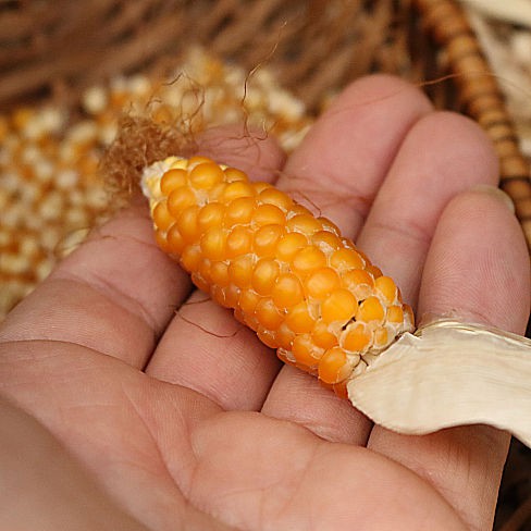 Popcorn Tom Thumb
