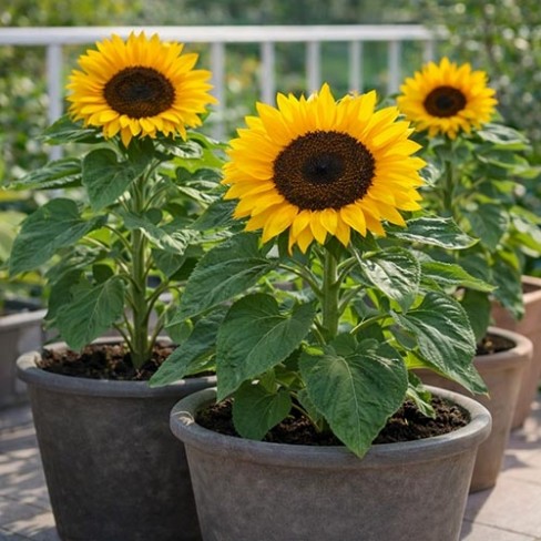 Patio Sunflower Sunspot Cola